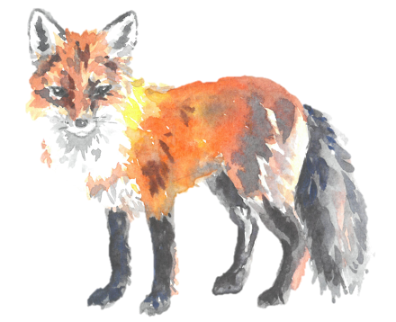 Watercolour painting of a red fox